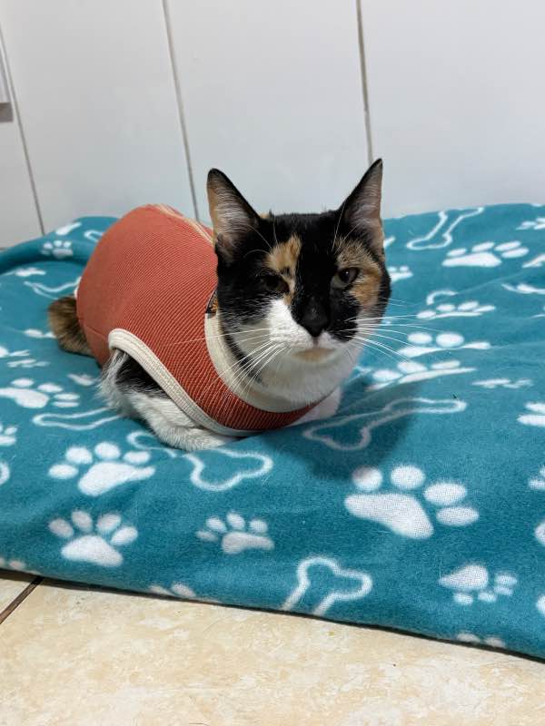 Foto 4