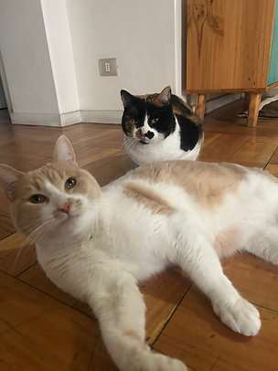 Foto 4