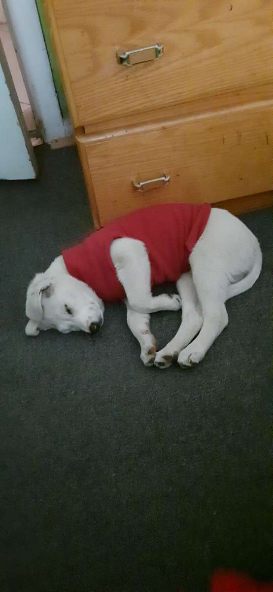 Foto 4