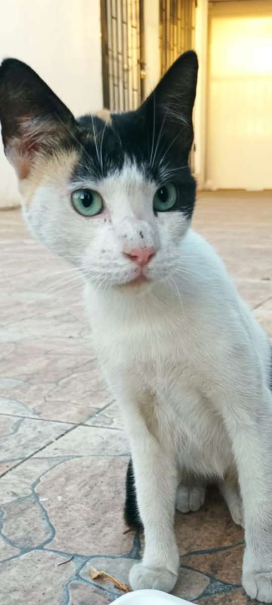 Foto 2