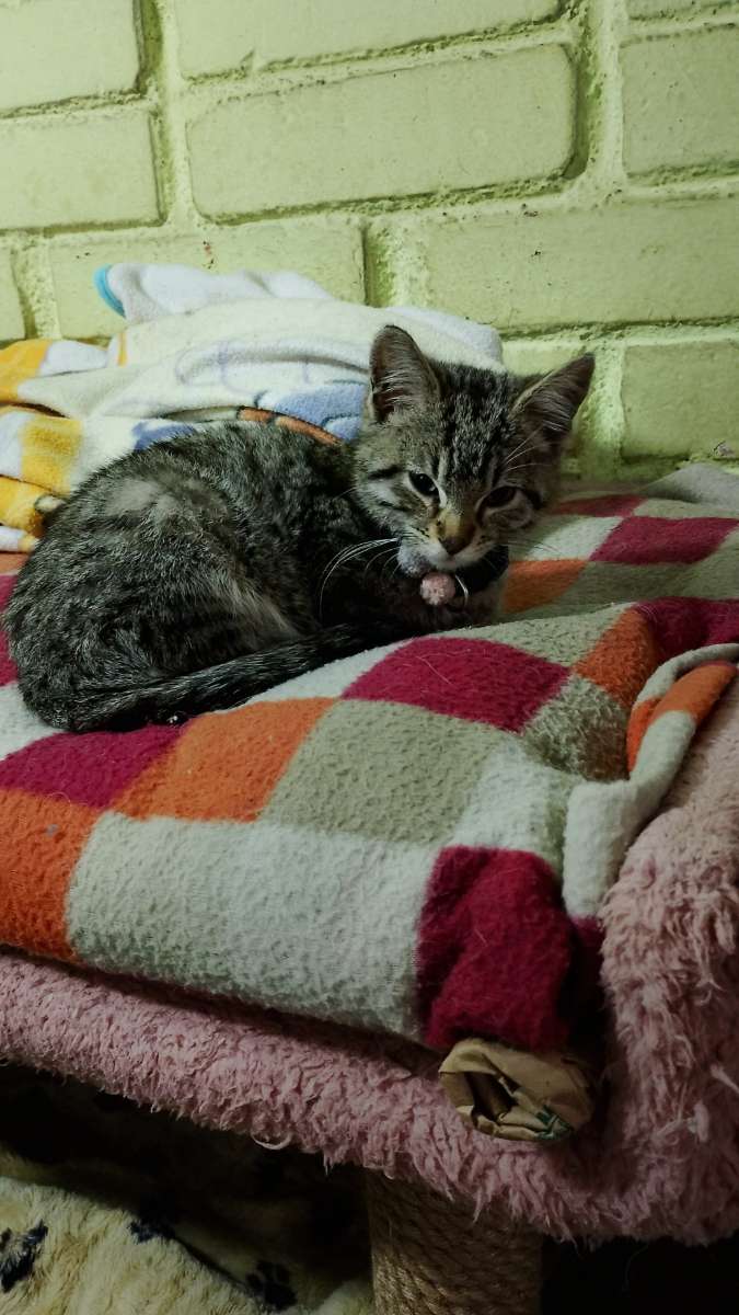 Foto 4