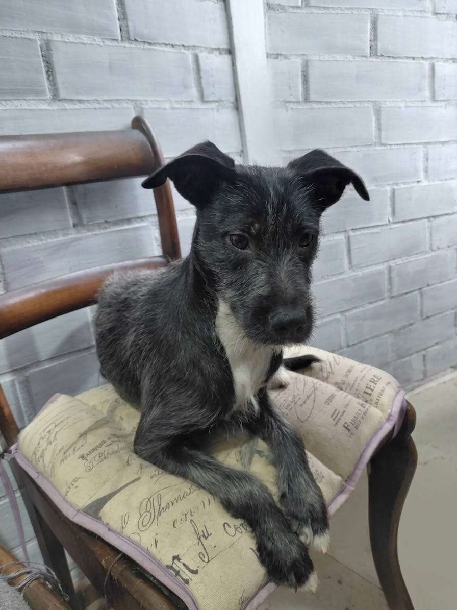 Foto 4