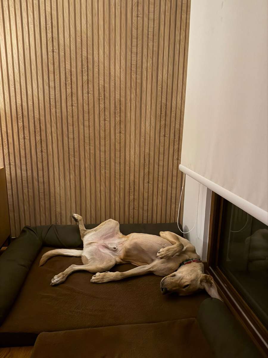 Foto 7