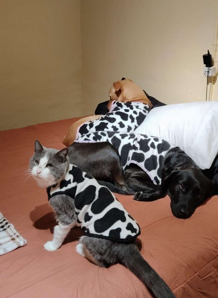 Foto 4