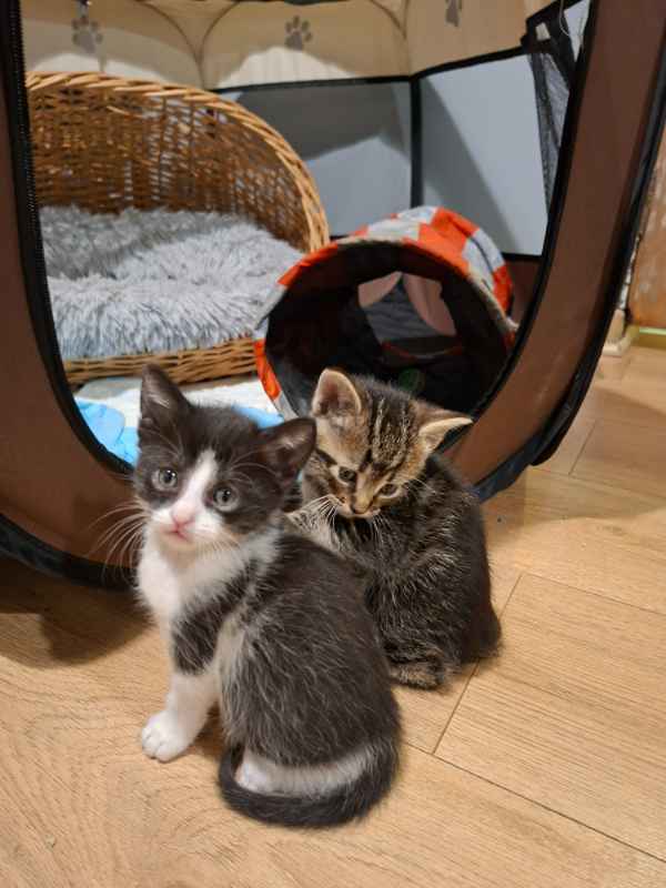 Foto 7