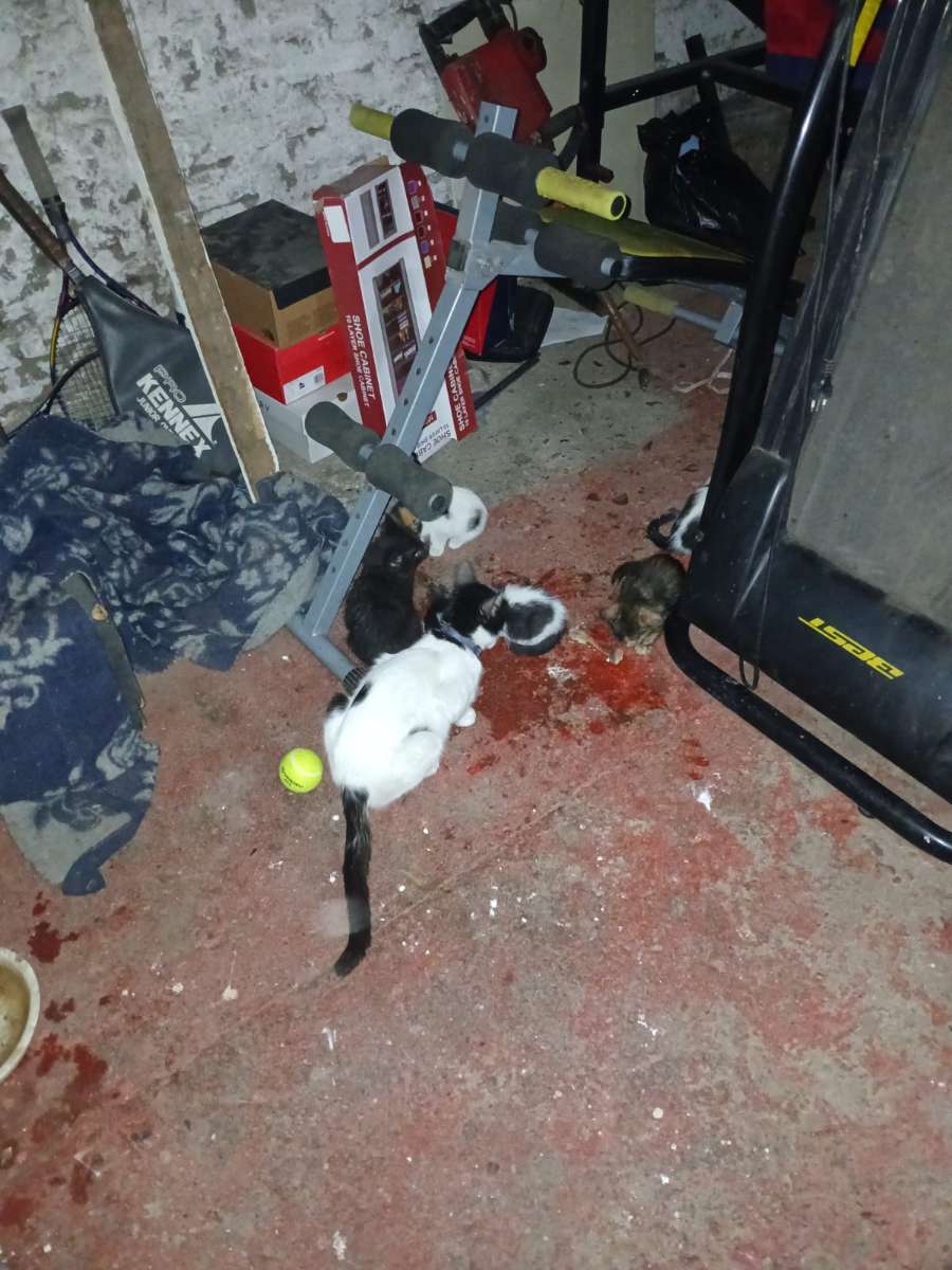 Foto 4